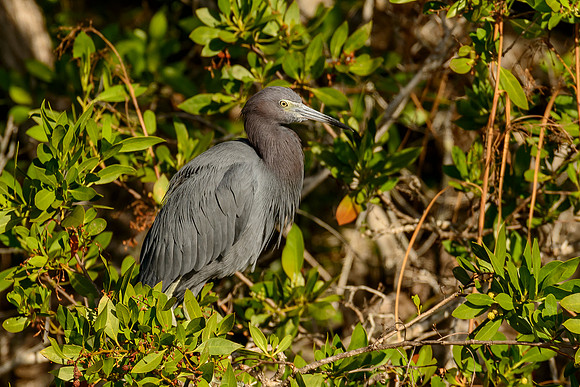 Little Blue Heron
