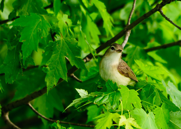 Warbling Vireo; Killdeer Plains WA, Harpster OH