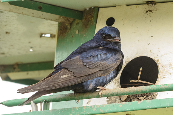 Purple Martin; Male