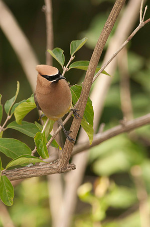 Cedar Waxwing