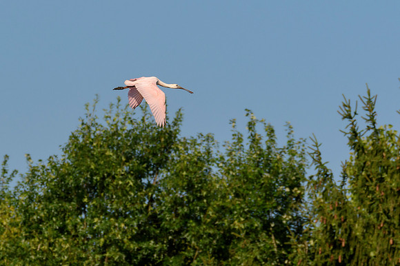 Roseate Spoonbill
