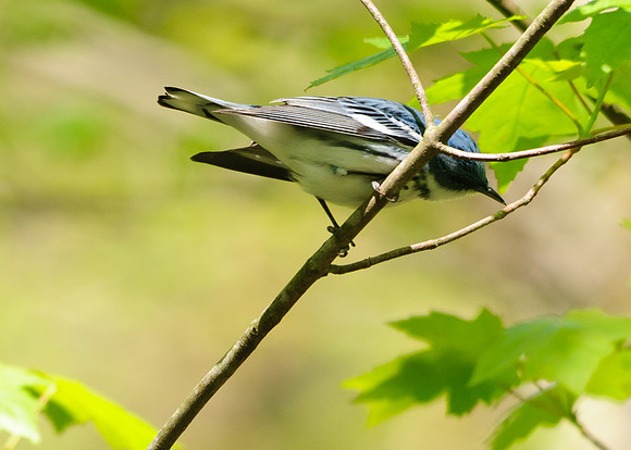 Cerulean Warbler;Lawrence Woods, Kenton OH