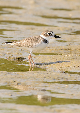 Wilson's Plover