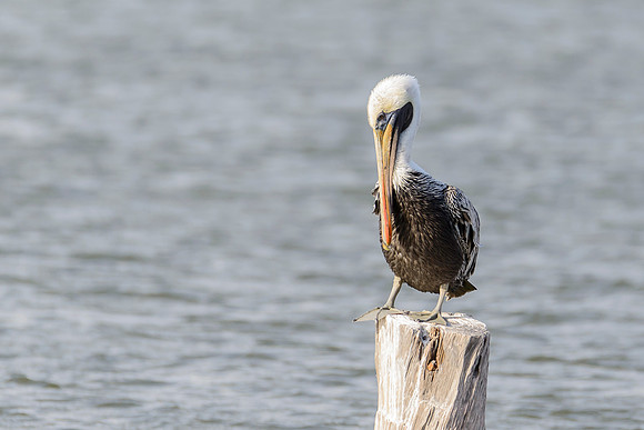 Brown Pelican