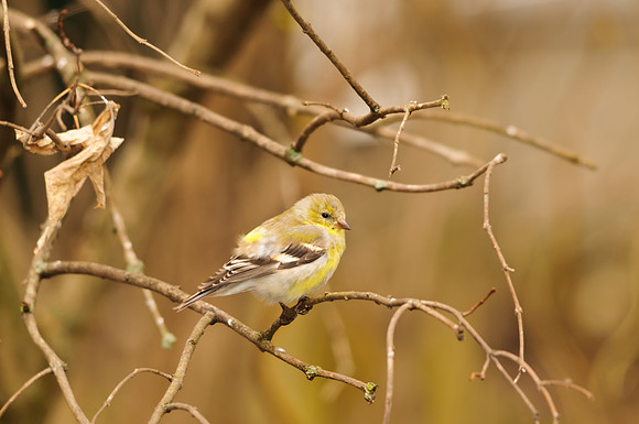 Goldfinch; Killdeer Plains Wildlife Area, Harpster Ohio