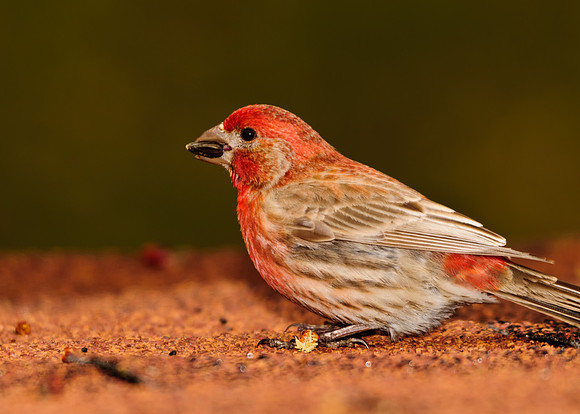 Male House Finch; Killdeer Plains Wildlife Area, Harpster Ohio House Finch
