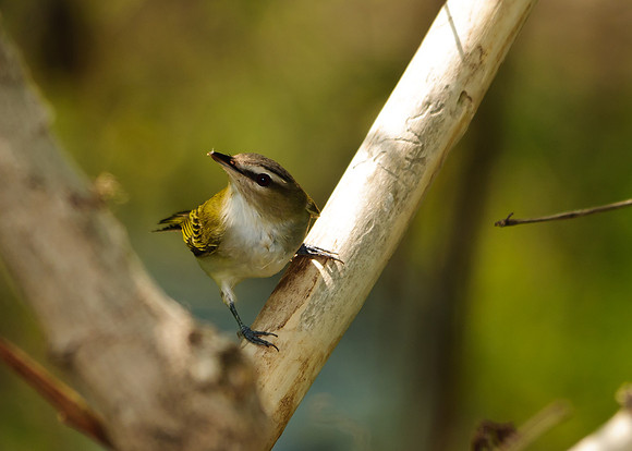 Red-eyed Vireo; Magee Marsh, Lake Erie OH
