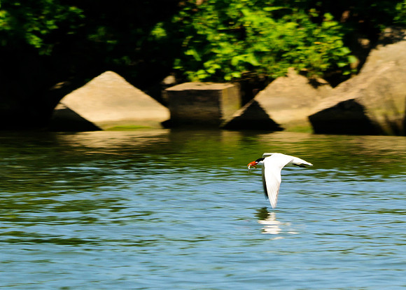 Caspian Tern