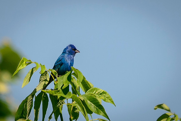 Indigo Bunting; Batelle Darby Metro Park, Columbus Ohio