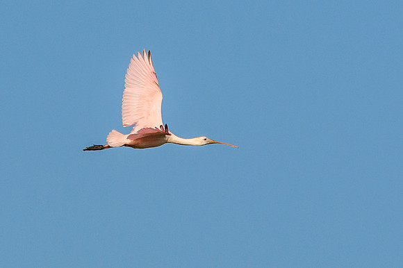 Roseate Spoonbill