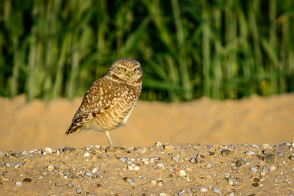 Burrowing Owl