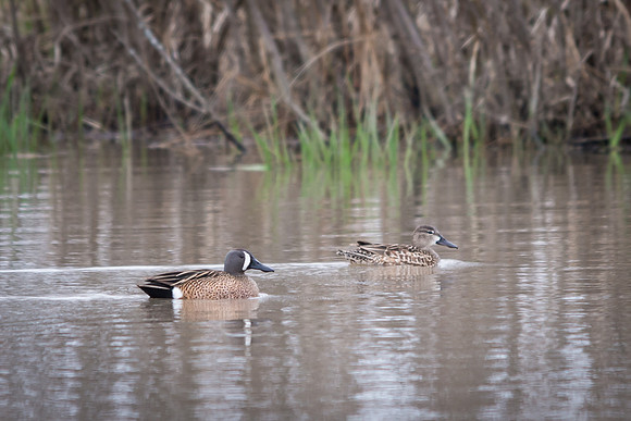 Blue-winged Teal