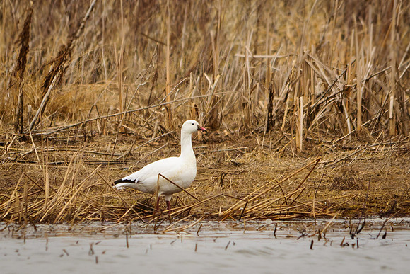 Ross's Goose; Big Island Wildlife Area, Marion Ohio