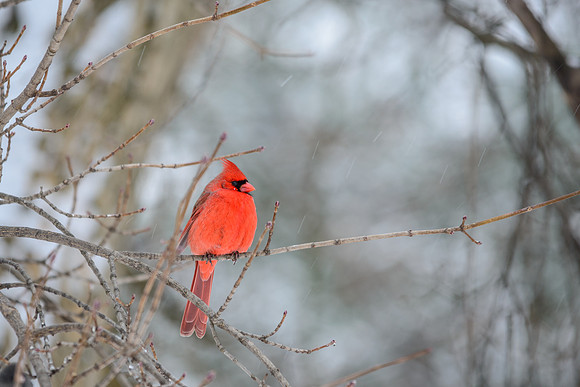 Northern Cardinal; Male