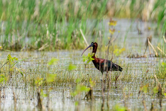 Glossy Ibis
