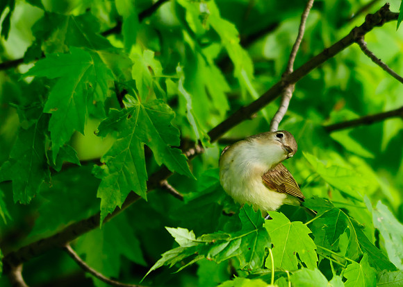 Warbling Vireo; Killdeer Plains WA, Harpster OH