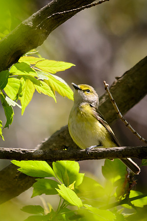 White-eyed Vireo