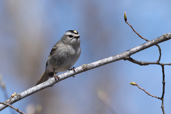 Gold-crowned Kinglet