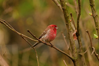 Purple Finch