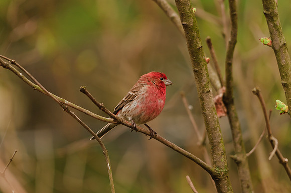 Male Purple Finch; Larue OH