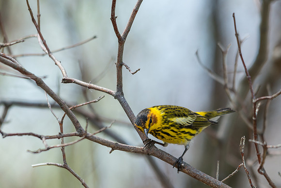 Cape May Warbler