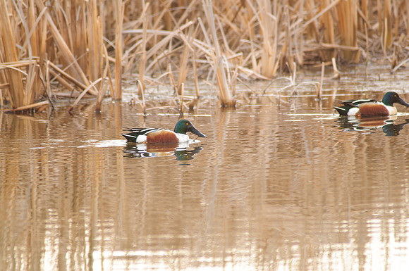 Northern Shoveler