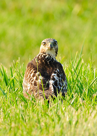 Red-tailed Hawk