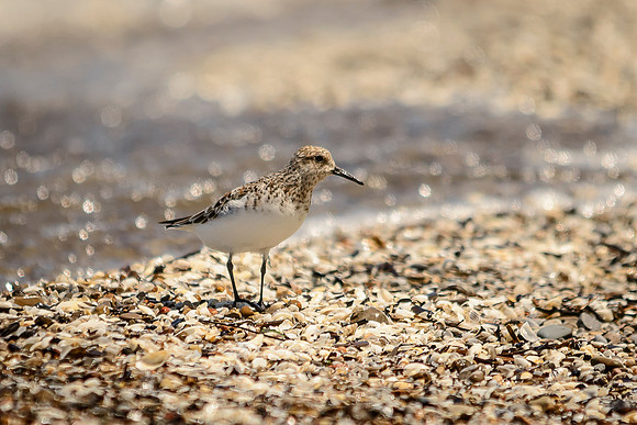 Sanderling; Magee Marsh, Ohio