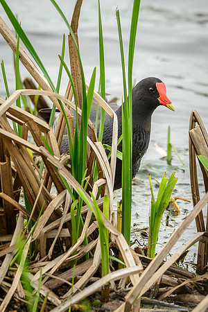 Common Moorhen, Metzger Marsh, Curtice, Ohio