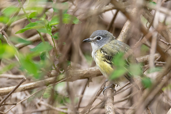 Blue-headed Vireo