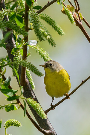 Nashville Warbler