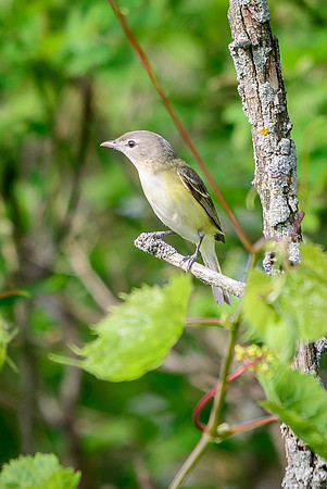 Bell's Vireo; Big Island Wildlife Area, Marion Ohio