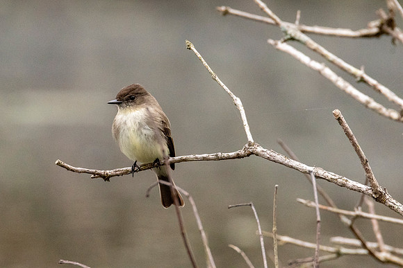 Eastern Pheobe