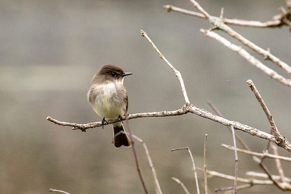 Eastern Pheobe