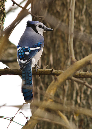Blue Jay