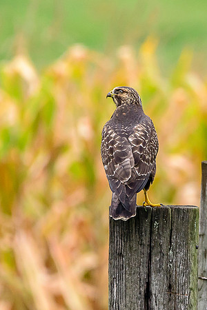 Swainson's Hawk