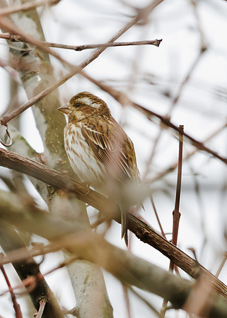 Female Purple Finch; Larue Ohio