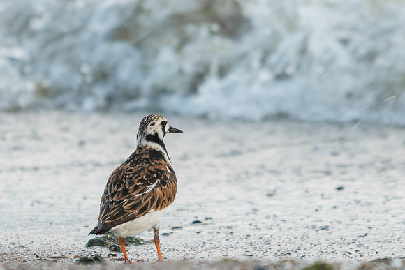 Ruddy Turnstone