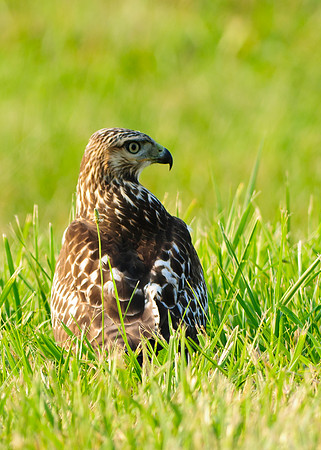 Red-tailed Hawk