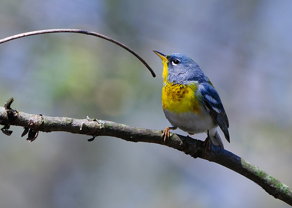 Northern Parula; Big Island Wildlife Area, Marion OH