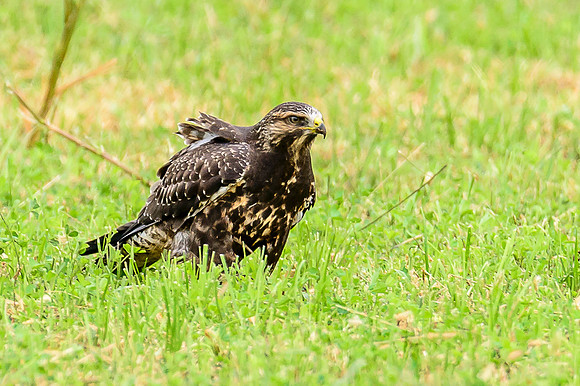 Swainson's Hawk