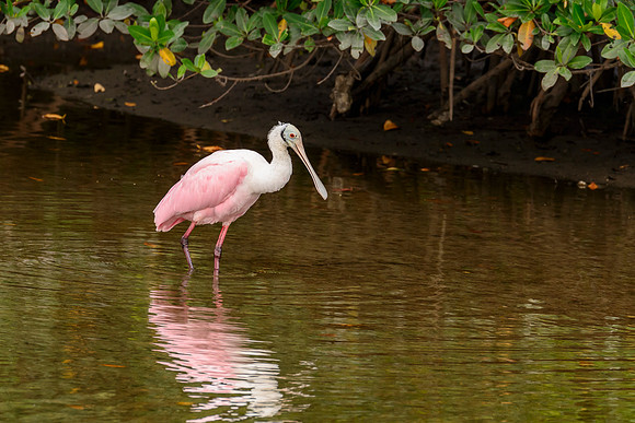 Roseate Spoonbill
