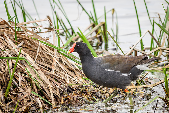Common Moorhen, Metzger Marsh, Curtice, Ohio