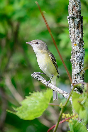 Bell's Vireo; Big Island Wildlife Area, Marion Ohio