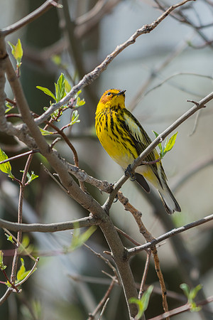 Cape May Warbler
