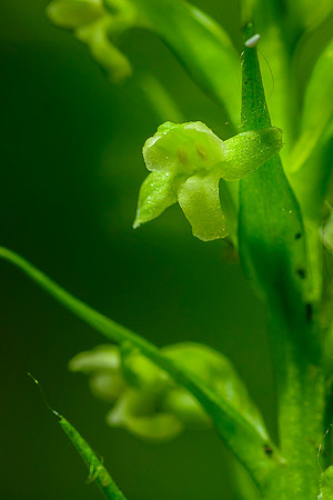Northern Tubercled Orchid