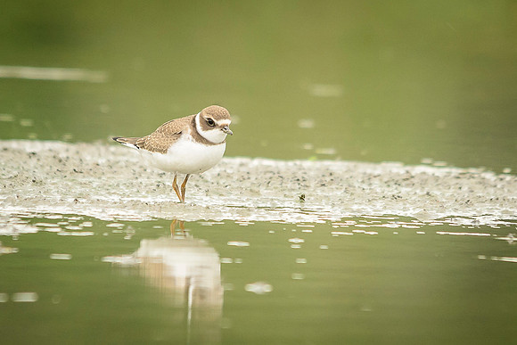 Semipalmated Plover
