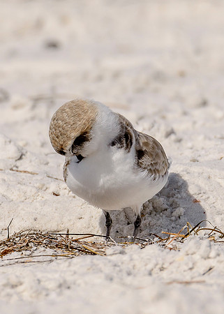 Snowy Plover