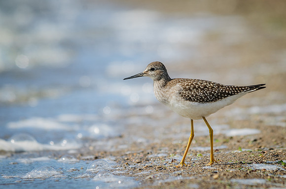 Lesser Yellowlegs