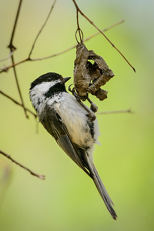 Black-capped Chickadee